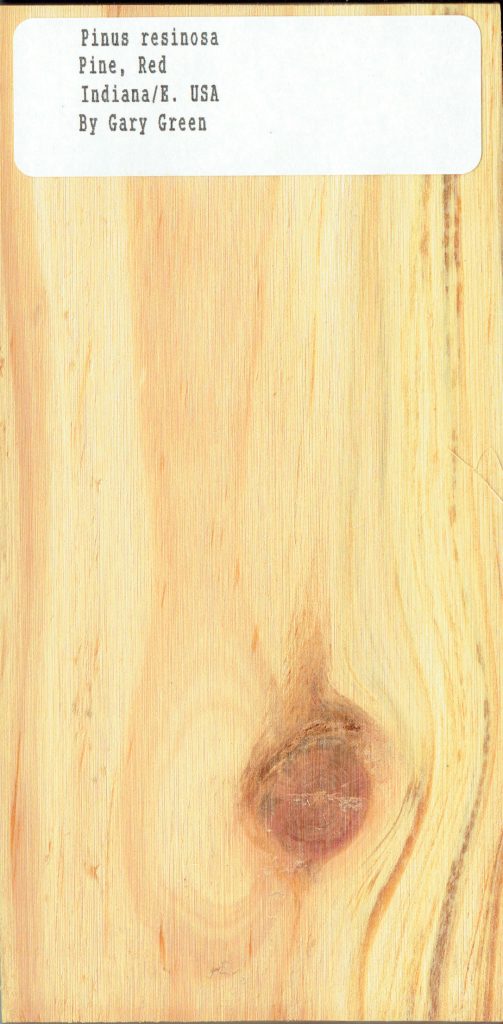 Pinus Resinosa Pine Red Indiana E USA